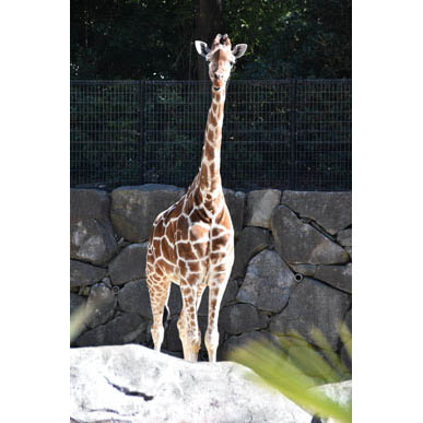 動物園で遠足の撮影