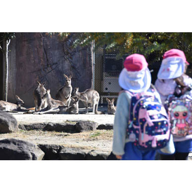 カンガルーのエリア